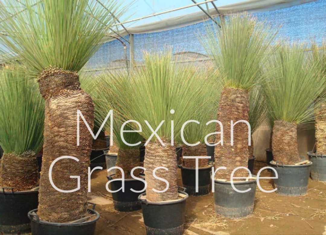 Dasylirion Longissimum mexican Grass Tree Toothless Sotol Trunk Forming