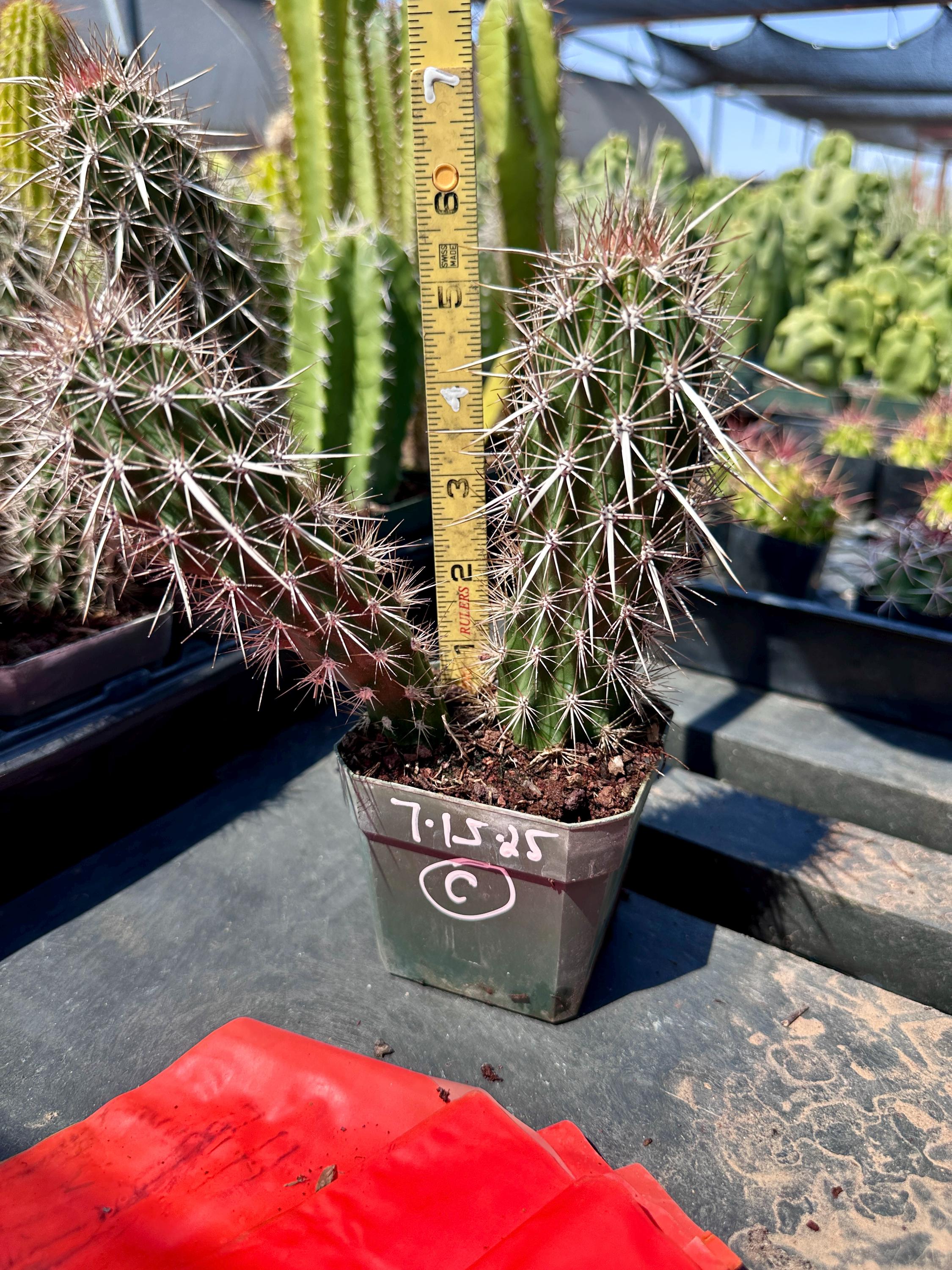 Stenocereus Eruca (creeping Devil) Live Cactus Desert Plants