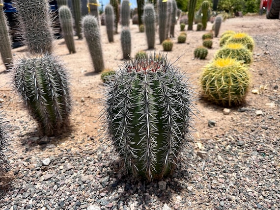 Arizona-Grown Saguaro Spear (Carnegiea gigantea) – Seed-Grown, Desert-Hardened Sonoran Native, Cold Hardy