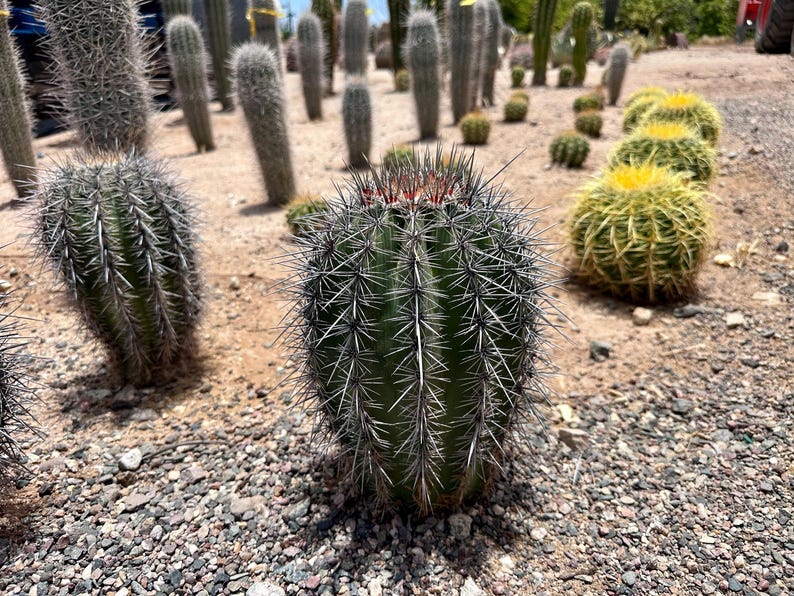 Lanza de saguaro cultivada en Arizona (Carnegiea gigantea) – Cultivada a partir de semillas, nativa de Sonora, resistente al frío y al desierto. imagen 1