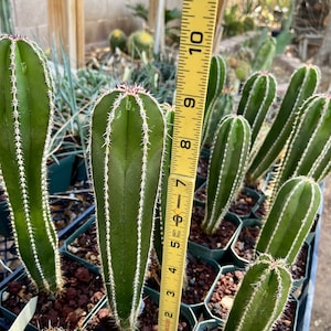 Pachycereus Marginatus Mexican Fence Post Cactus Seedling Grown Fencepost Succulent Patio Container Garden Cactus Collection 9" Fence Post