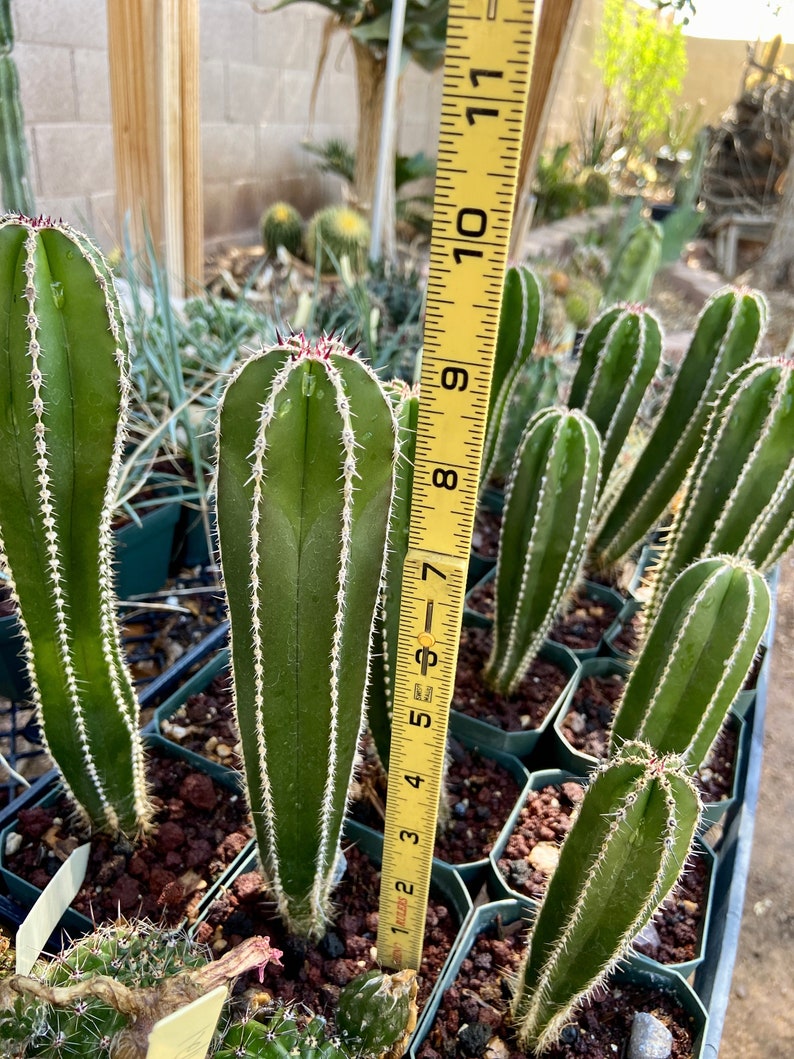 Pachycereus Marginatus Mexican Fence Post Cactus Seedling Grown Fencepost Succulent Patio Container Garden Cactus Collection 9" Fence Post