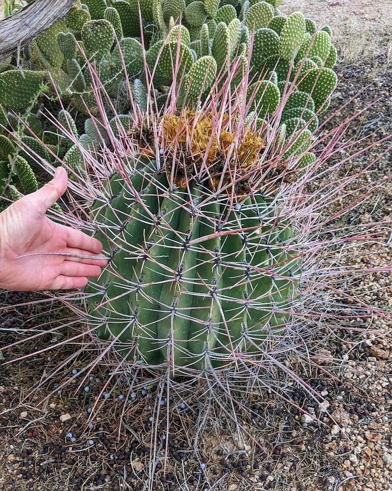 Ferocactus Emoryi ssp. Rectispinus Long Spined Barrel Cactus Red Straight Spines Baja Mexico Barrel Full Sun Drought Tolerant image 1