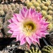 see more listings in the Trichocereus/Echinopsis  section