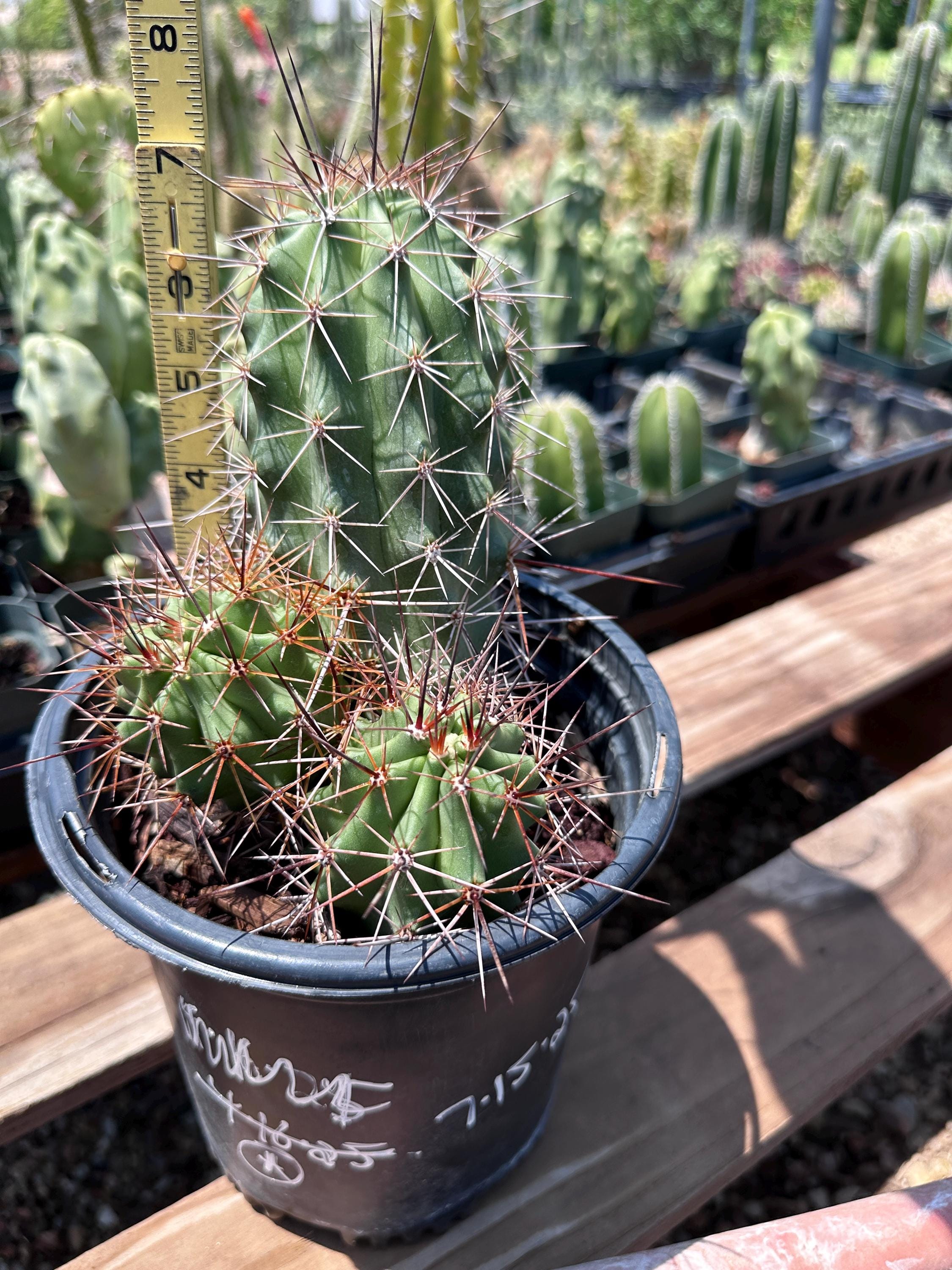 Scarlet Hedgehog Cactus (echinocereus Coccineus)  Seed-grown Ruby Red  Blooms - Etsy
