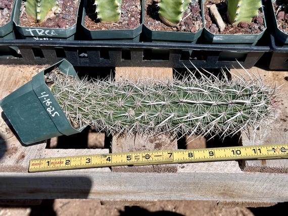 Stenocereus Eruca (creeping Devil) Live Cactus Desert Plants