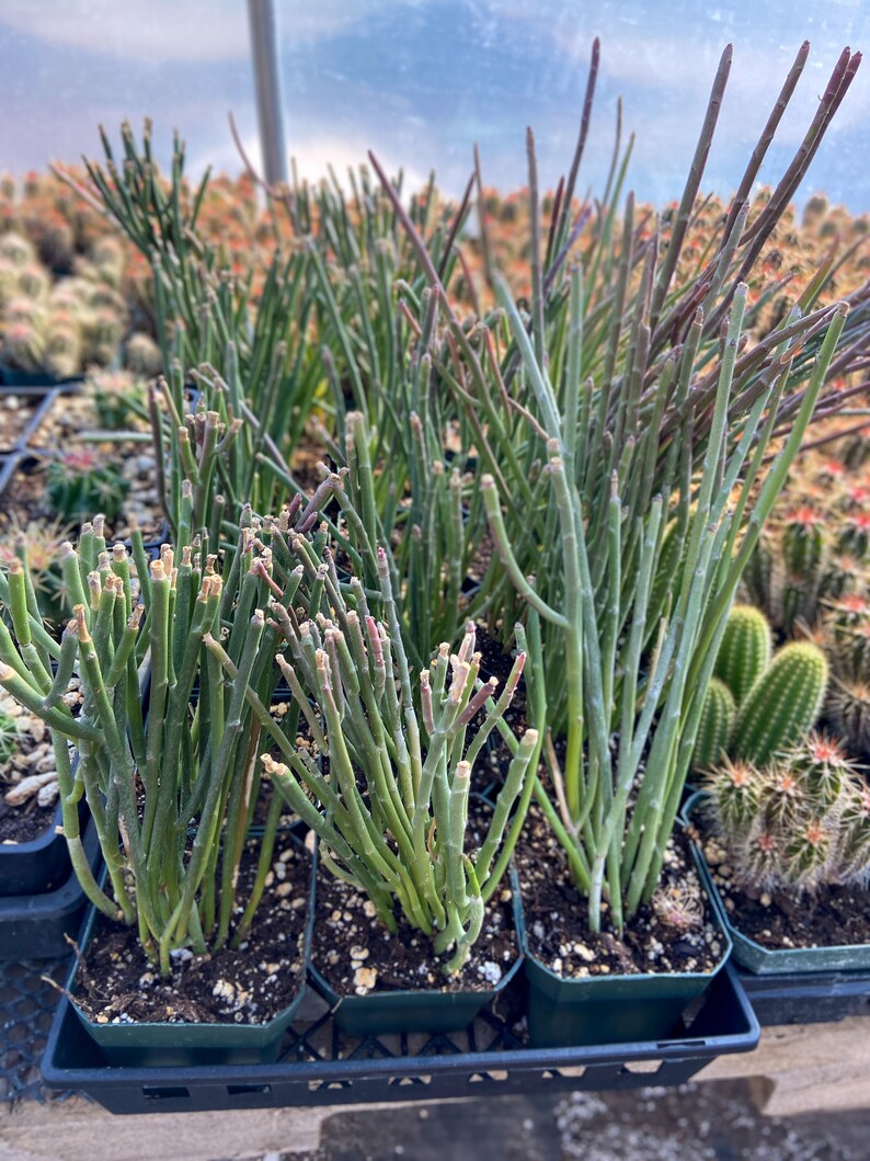 Euphorbia Antisyphilitica candelilla Wax Plant Desert Texas Etsy