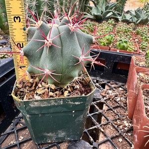 Ferocactus Emoryi ssp. Rectispinus Long Spined Barrel Cactus Red Straight Spines Baja Mexico Barrel Full Sun Drought Tolerant image 9