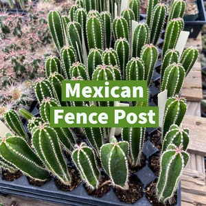 Pachycereus Marginatus Mexican Fence Post Cactus Seedling Grown Fencepost Succulent Patio Container Garden Cactus Collection image 1