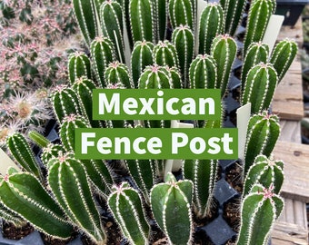 Pachycereus Marginatus (Mexican Fence Post Cactus) Seedling Grown Fencepost Succulent Patio Container Garden Cactus Collection