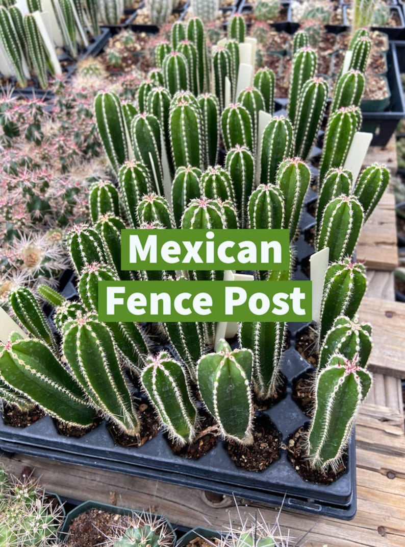 Pachycereus Marginatus Mexican Fence Post Cactus Seedling Grown Fencepost Succulent Patio Container Garden Cactus Collection image 1