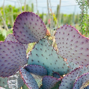 Prickly Pear Hybrid Blue Coral Purple Crested Monstrose Violet New Growth Opuntia Pad Cuttings Opuntia Macrocentra image 2