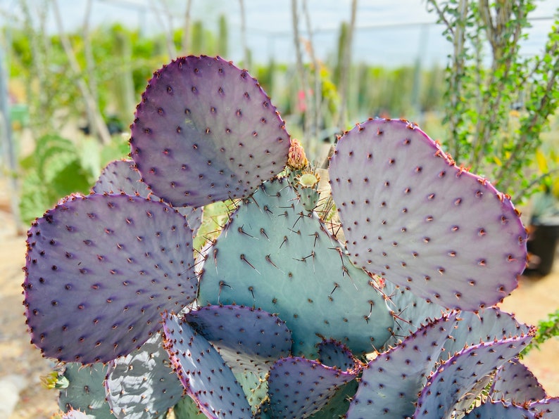 Prickly Pear Hybrid Blue Coral Purple Crested Monstrose Violet New Growth Opuntia Pad Cuttings Opuntia Macrocentra image 2