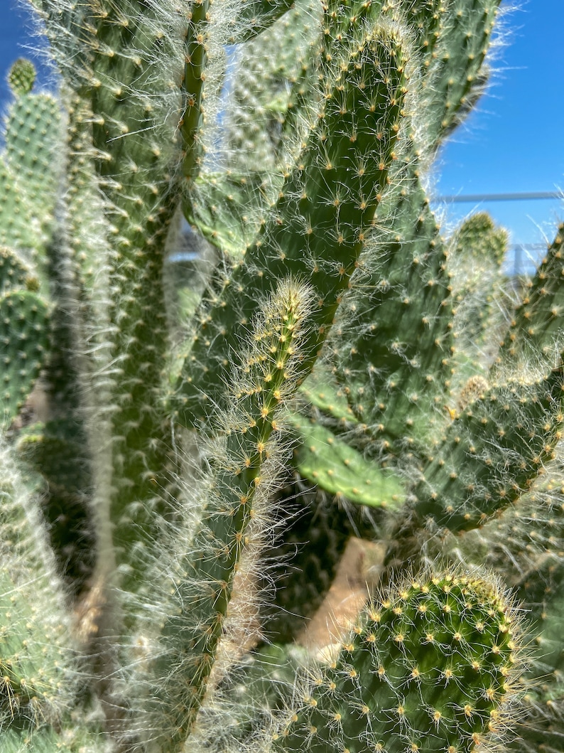 Opuntia Erinacea Ursine fuzzy Hair Snow Cactus Prickly Pear Etsy