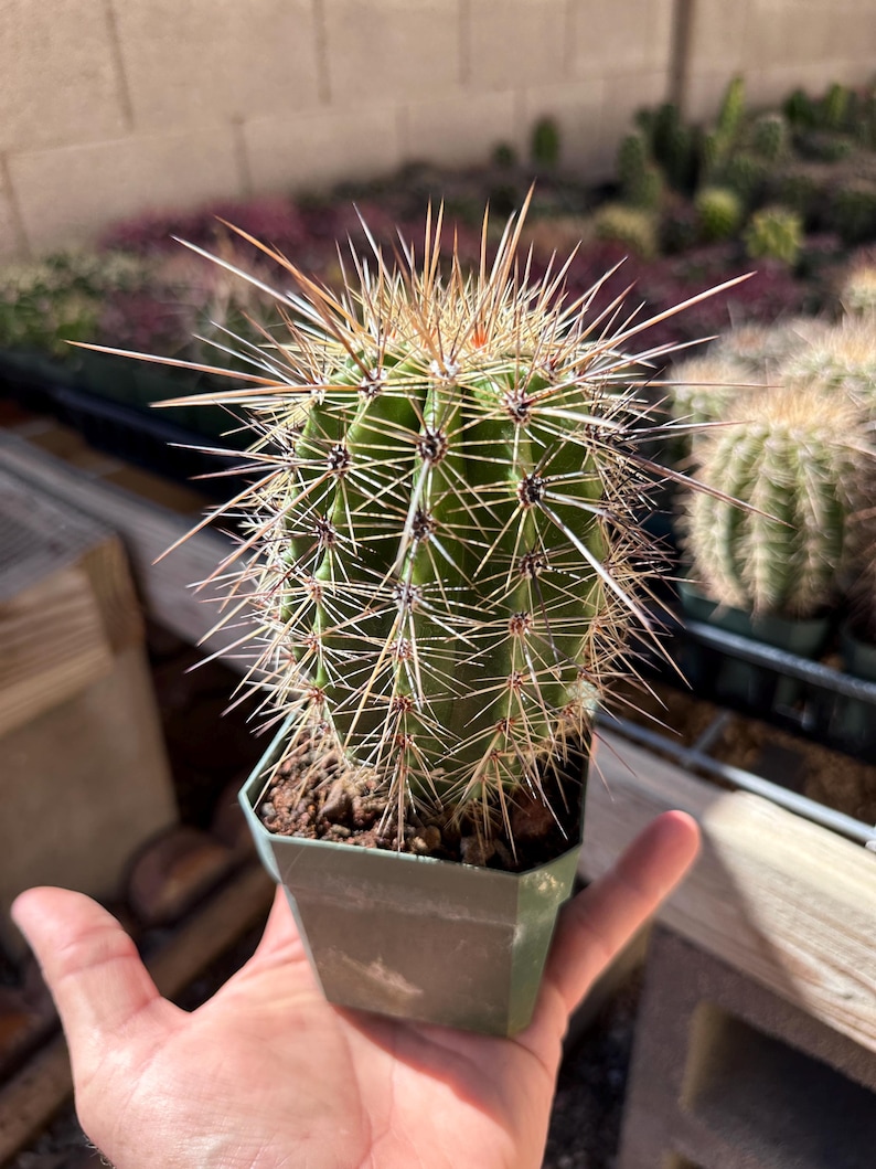 Puede incluir: Un cactus cil&iacute;ndrico de color verde plantado en una peque&ntilde;a maceta de pl&aacute;stico cuadrada de color verde oliva. La planta presenta costillas verticales y est&aacute; cubierta por numerosas espinas largas, afiladas y de color marr&oacute;n claro.