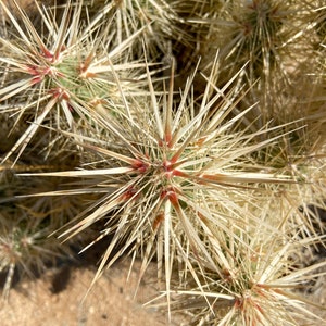 Grusonia Kunzei Club Cholla RARE De longues épines triangulaires en acajou Wafer-Thin La Paz Valley Arizona Tall Creeping Devil Cactus image 5