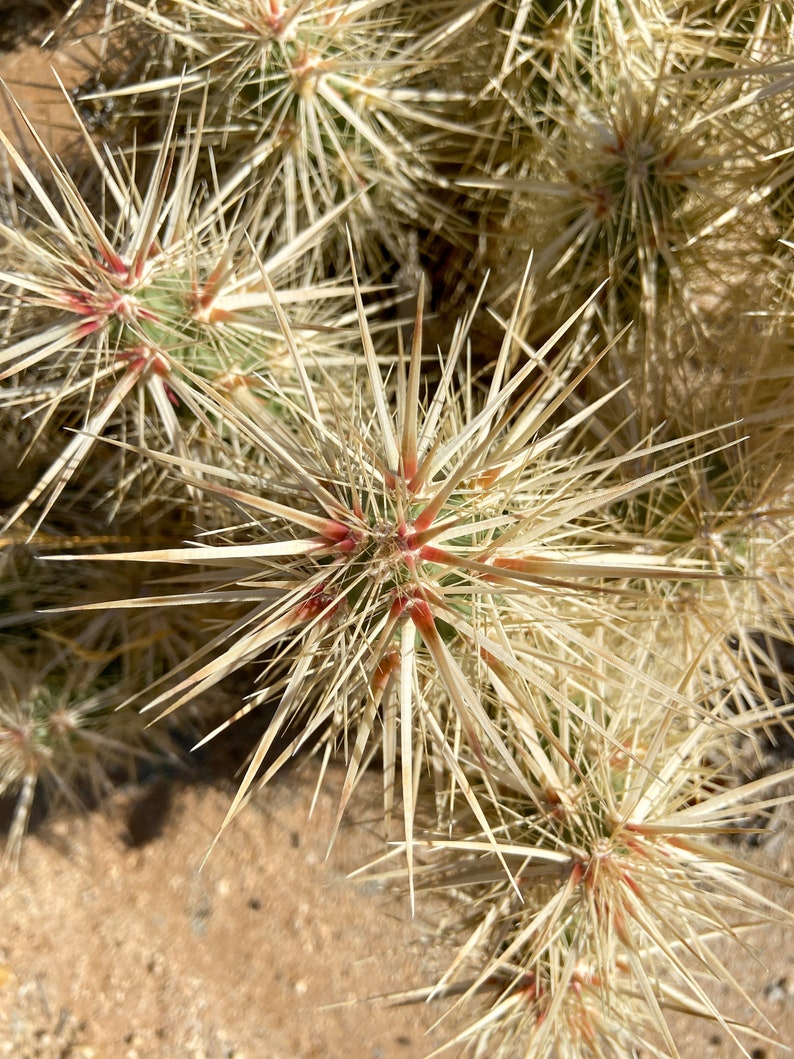 Grusonia Kunzei Club Cholla RARE De longues épines triangulaires en acajou Wafer-Thin La Paz Valley Arizona Tall Creeping Devil Cactus image 5