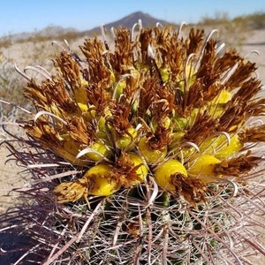 RARO Ferocactus Wislizeni var. Ajoensis Anzuelo Desierto Barril Caramelo Brújula Barril Cactus Naranja Flores de primavera imagen 8