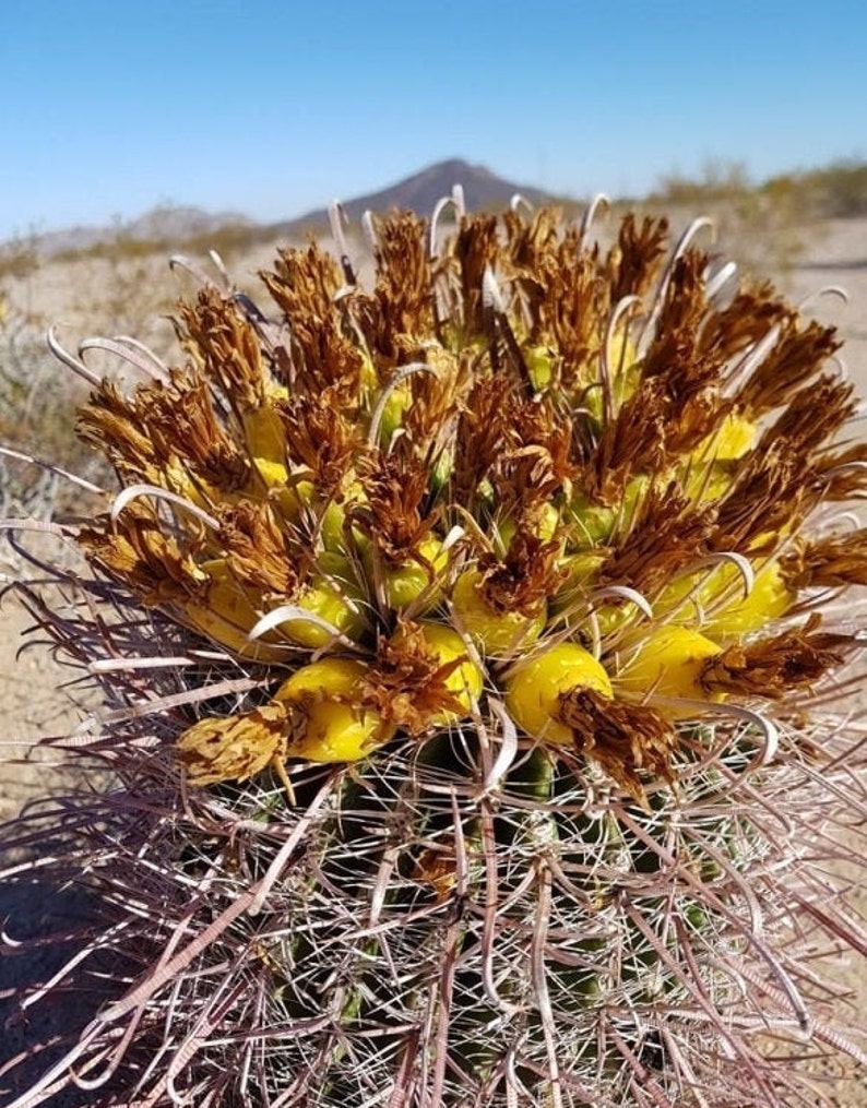 RARE Ferocactus Wislizeni var. Ajoensis Fish Hook Desert Barrel Candy Compass Barrel Cactus Orange Spring Flowers image 8