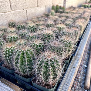 Puede incluir: Una gran colecci&oacute;n de peque&ntilde;os cactus verdes de forma globular plantados en macetas de pl&aacute;stico negro individuales dispuestas en cuadr&iacute;cula. Cada cactus presenta costillas verticales y numerosas espinas afiladas de color claro.