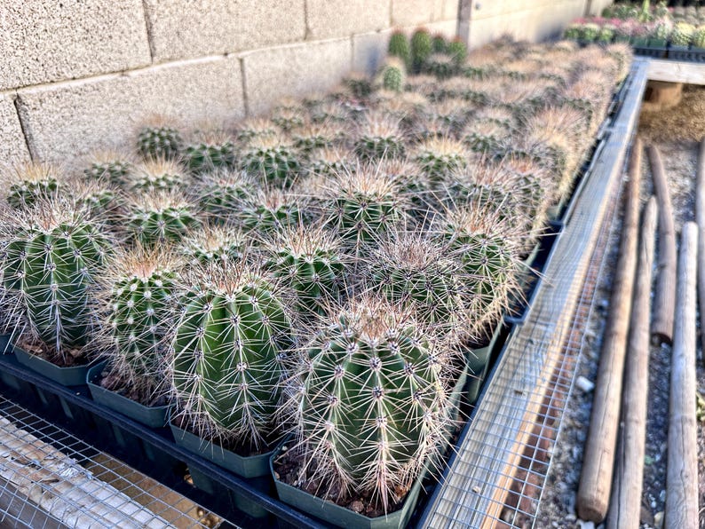 Puede incluir: Una gran colecci&oacute;n de peque&ntilde;os cactus verdes de forma globular plantados en macetas de pl&aacute;stico negro individuales dispuestas en cuadr&iacute;cula. Cada cactus presenta costillas verticales y numerosas espinas afiladas de color claro.