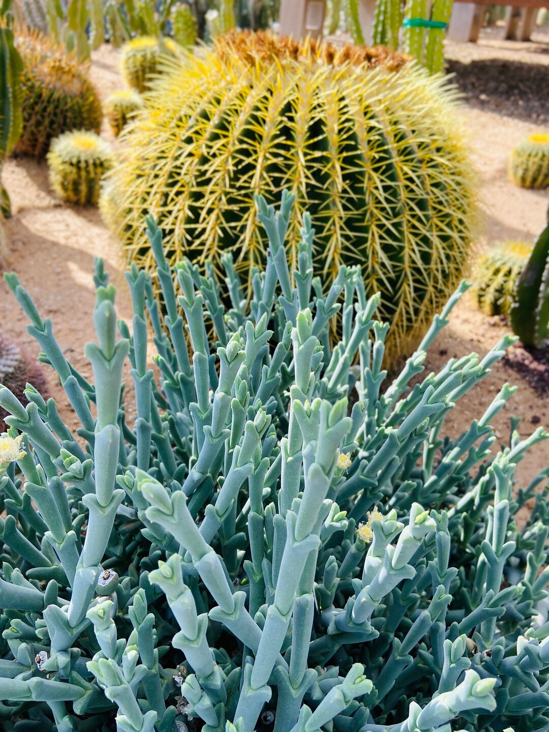 Ruschia squishy Baby Fingers Cuttings Blue Africa Succulent Dish Garden Ice Plant Succulent