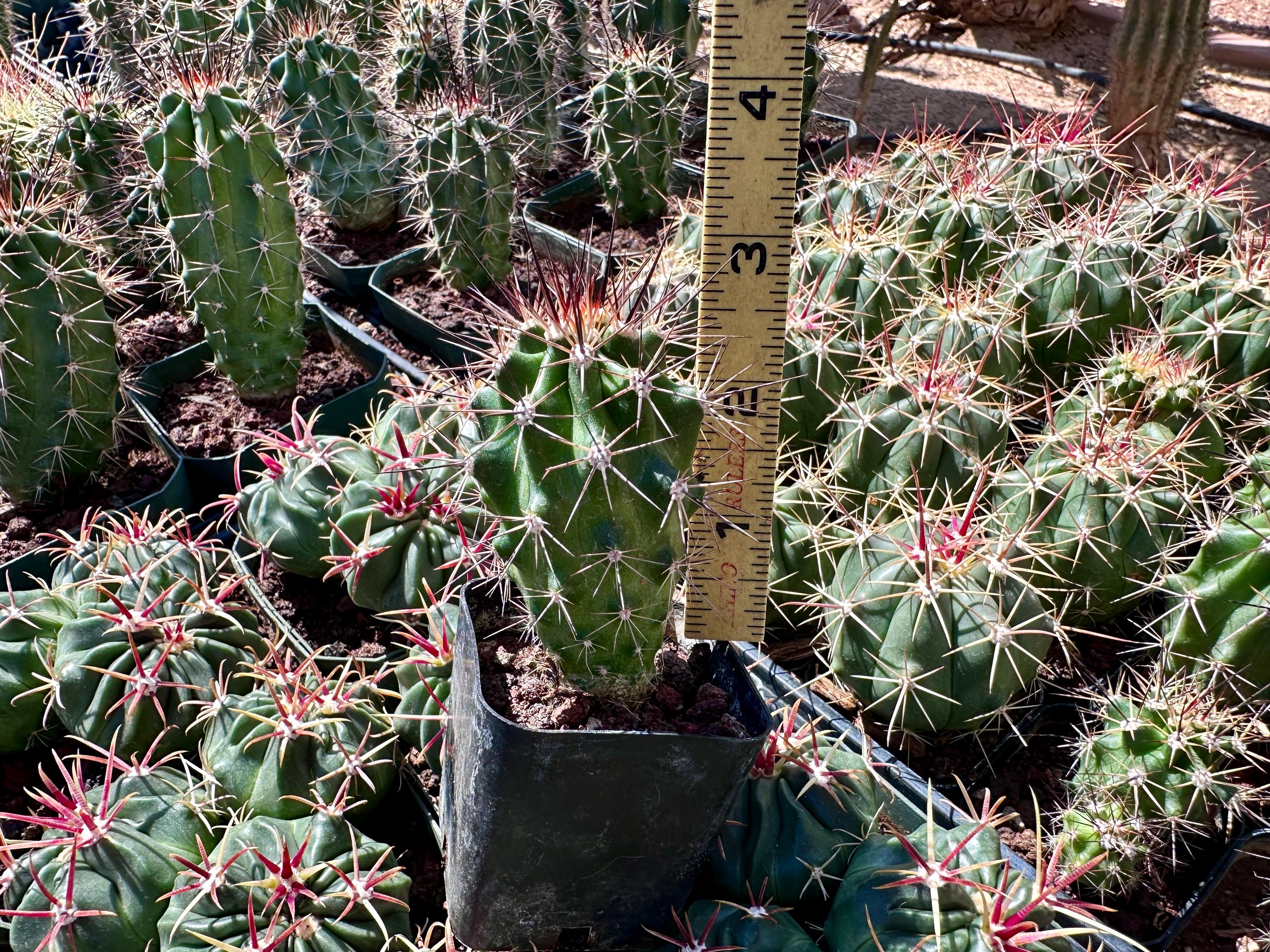 Scarlet Hedgehog Cactus Echinocereus Coccineus — Red Blooms, Cold