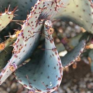 Prickly Pear Hybrid Blue Coral Purple Crested Monstrose Violet New Growth Opuntia Pad Cuttings Opuntia Macrocentra image 6