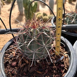 RARE Ferocactus Wislizeni var. Ajoensis Fish Hook Desert Barrel Candy Compass Barrel Cactus Orange Spring Flowers image 10