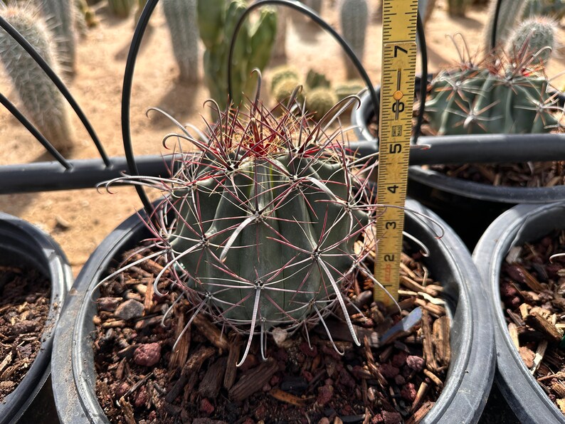 RARE Ferocactus Wislizeni var. Ajoensis Fish Hook Desert Barrel Candy Compass Barrel Cactus Orange Spring Flowers 1 Gallon 8"x6.5"