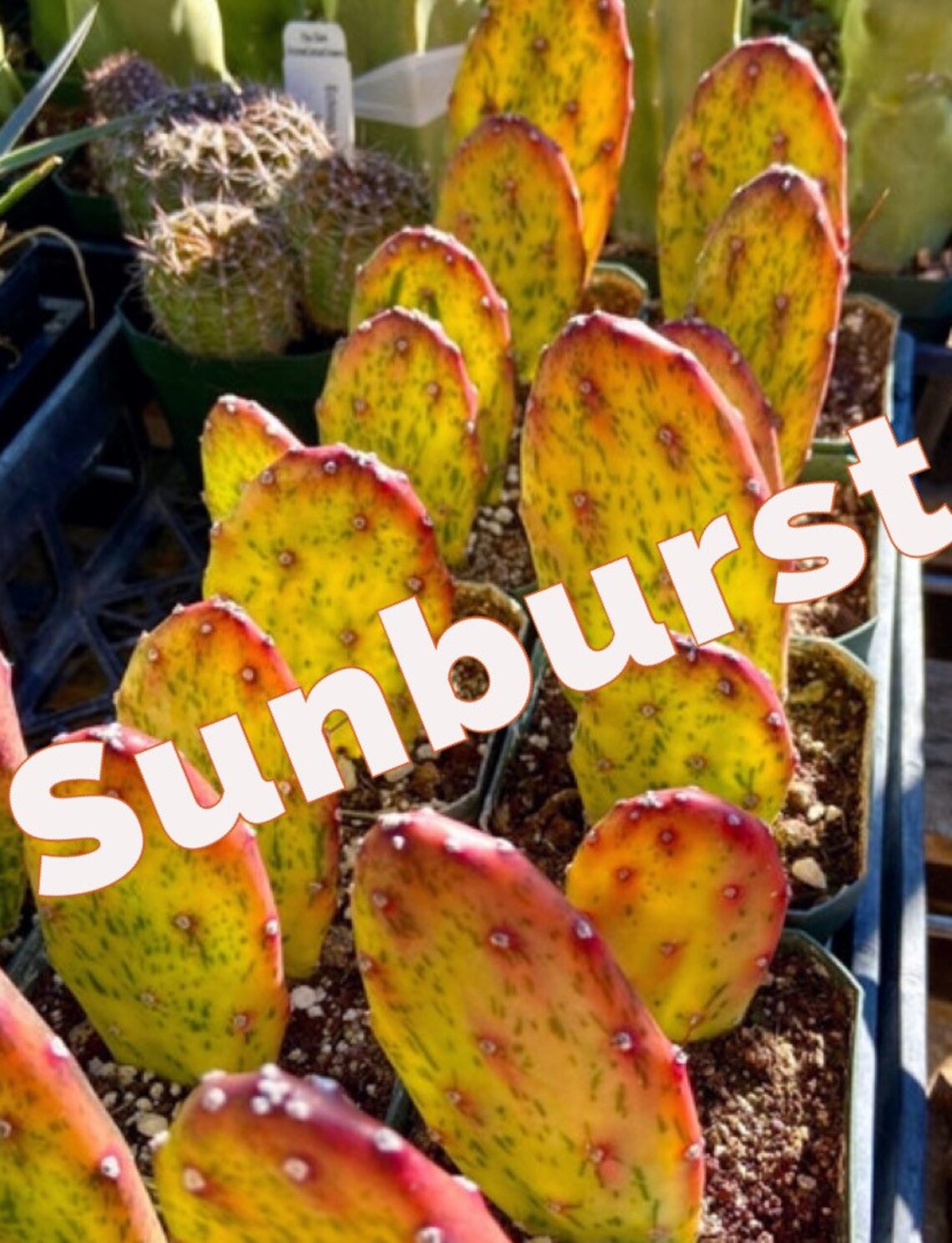 Opuntia sunburst Variegata Cochenillifera Smooth Prickly Etsy