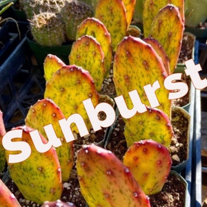 Opuntia (Sunburst) Variegata Cochenillifera Smooth Prickly Pear Live Rooted Cuttings