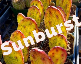 Opuntia (Sunburst) Variegata Cochenillifera Smooth Prickly Pear Live Rooted Cuttings