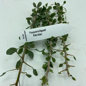 RARE (Palo Adan) Ocotillo Cuttings Fouquieria Diguetii Cold Hardy 20 Degrees NEW Vigorous Growth Red Flowers Spring Hummingbird Magnet