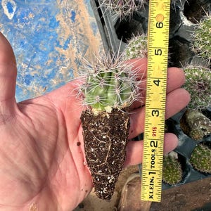 Lanza de saguaro cultivada en Arizona (Carnegiea gigantea) – Cultivada a partir de semillas, nativa de Sonora, resistente al frío y al desierto. Qty of (1) 2"