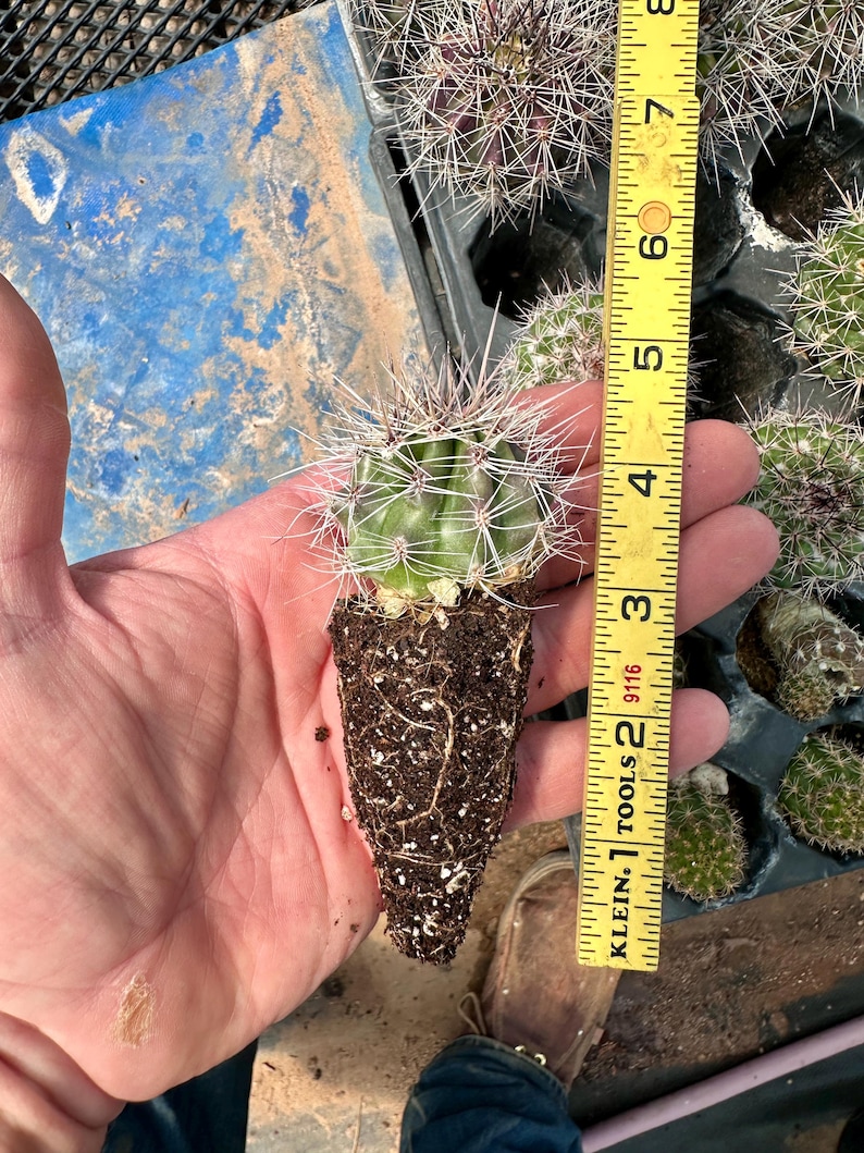 Lanza de saguaro cultivada en Arizona (Carnegiea gigantea) – Cultivada a partir de semillas, nativa de Sonora, resistente al frío y al desierto. Qty of (1) 2"
