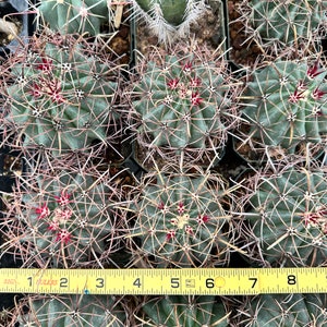 RARO Ferocactus Wislizeni var. Ajoensis Anzuelo Desierto Barril Caramelo Brújula Barril Cactus Naranja Flores de primavera imagen 5
