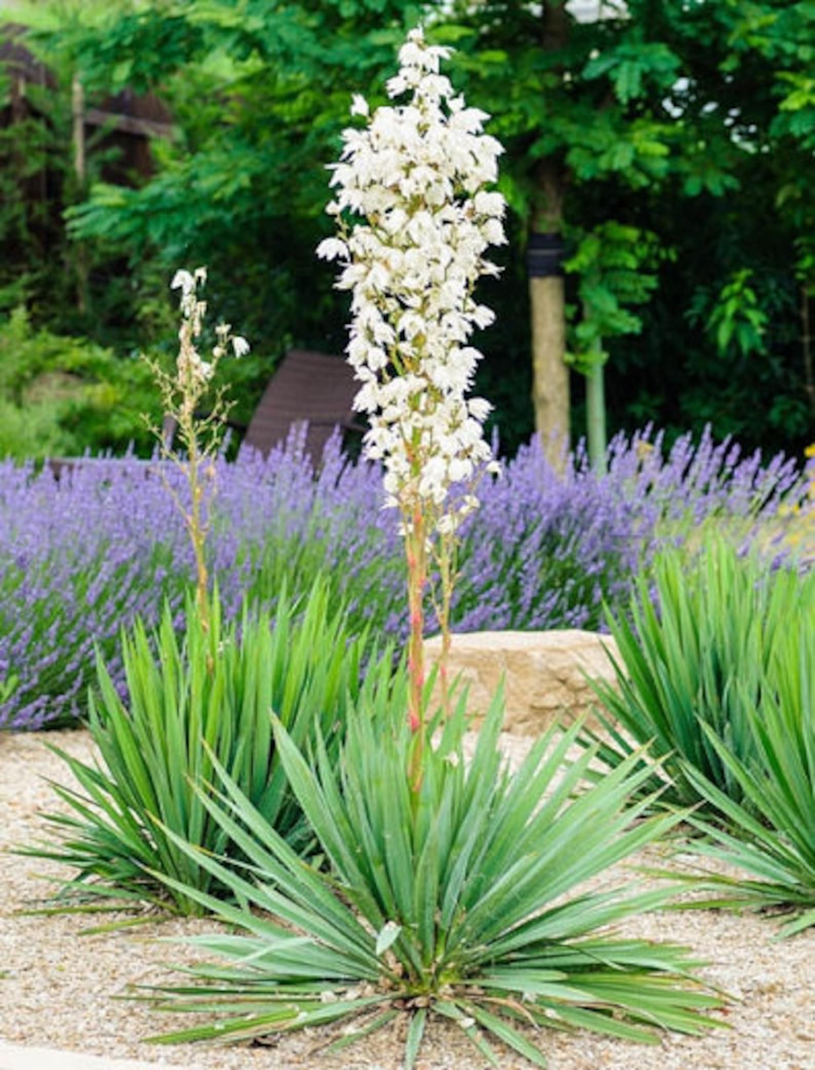 Yucca Filamentosa LIVE PLANT adams Needle Cold Hardy Ivory Etsy UK