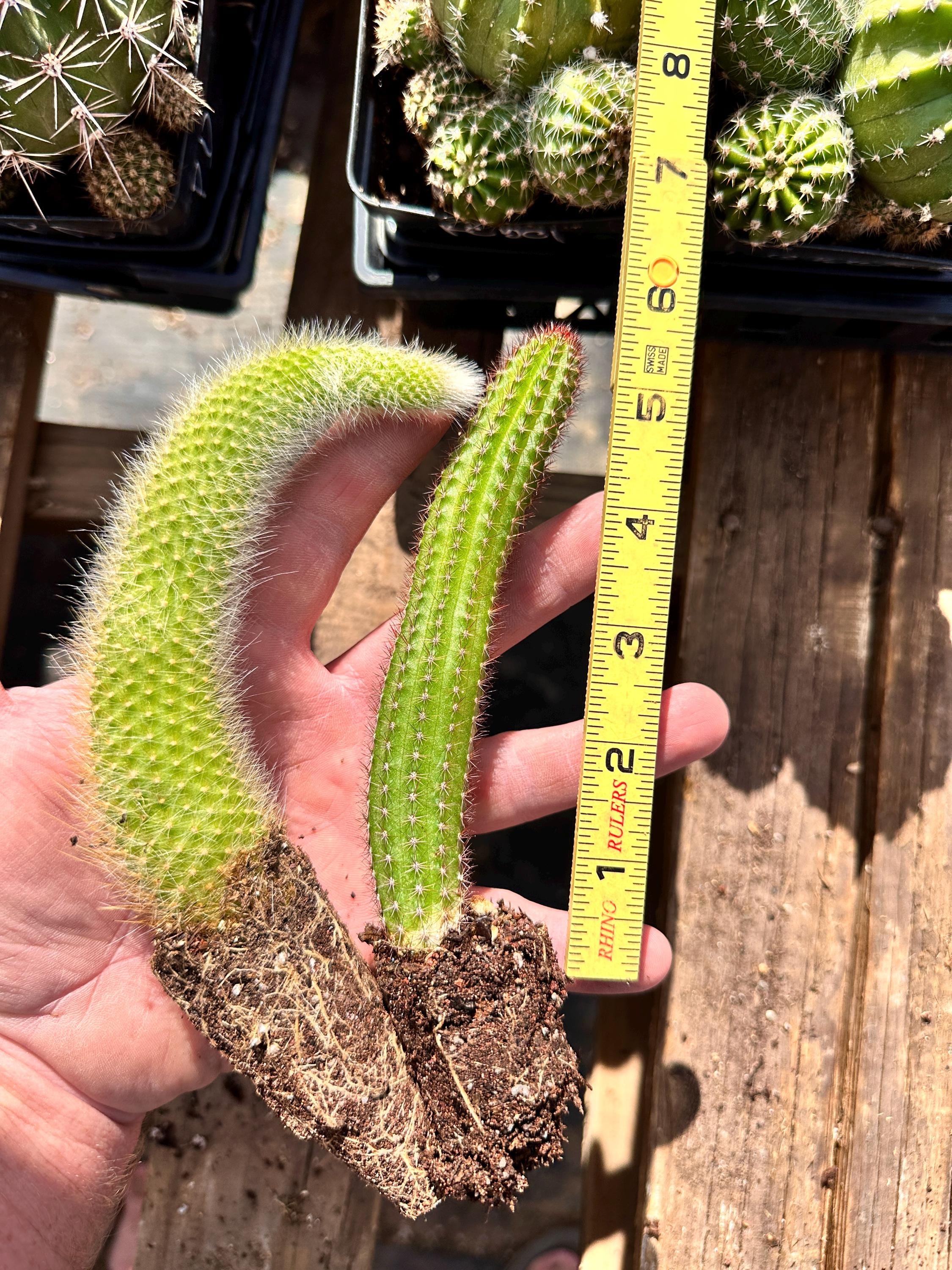 Peach Monarch Cactus (hildewintera Hybrid) – Trailing Clumper With
