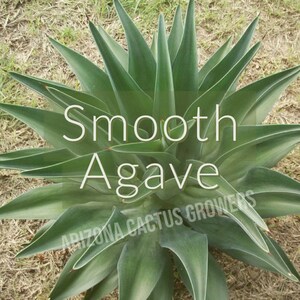 Agave Desmetiana (Smooth Agave) Etsy Agave Plant Gifts Live Plant Compact Container Succulent Garden Dish