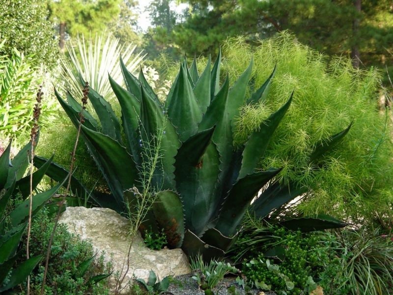 Agave Salmiana Var. Ferox  