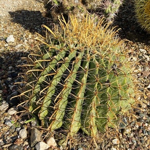 RARE Ferocactus Wislizeni Yellow Spine Seed Yellow Fish Hook Desert Barrel Candy Compass Barrel Cactus Orange Spring Flowers image 2