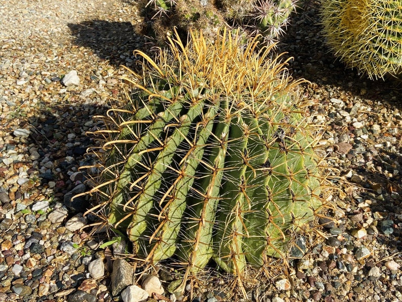 RARE Ferocactus Wislizeni Yellow Spine Seed Yellow Fish Hook Desert Barrel Candy Compass Barrel Cactus Orange Spring Flowers image 2