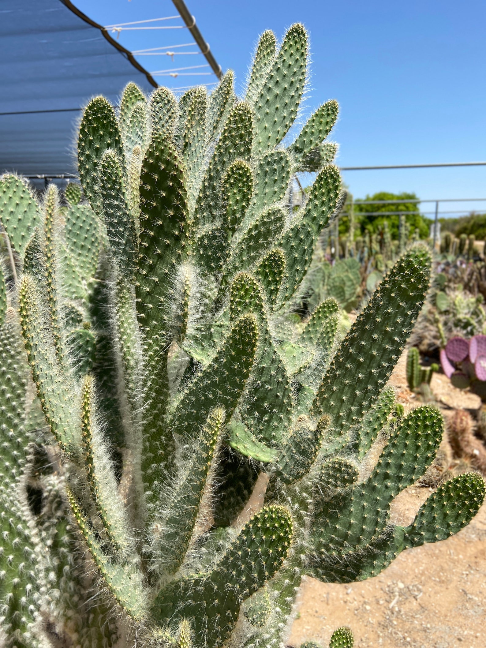 Opuntia Erinacea Ursine fuzzy Hair Snow Cactus Prickly Pear Etsy