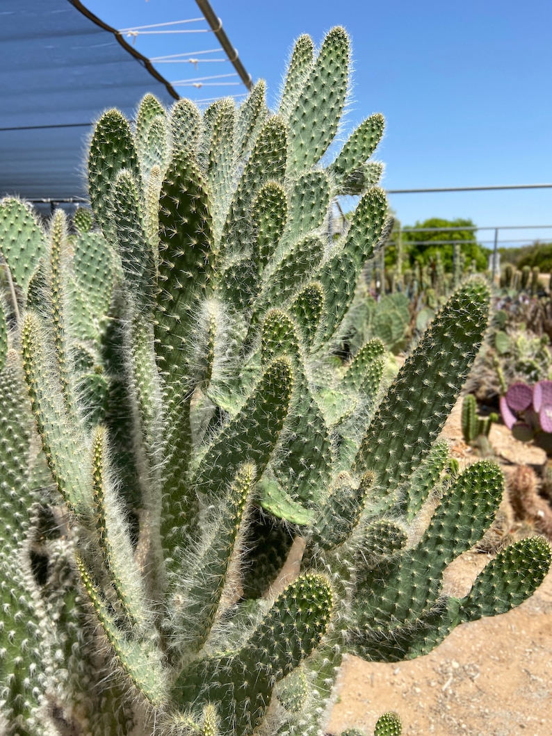 Opuntia Erinacea Ursine fuzzy Hair Snow Cactus Prickly Pear - Etsy