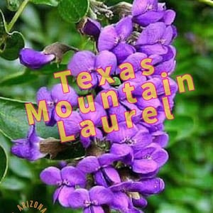 Sophora Secundiflora (Mountain Laurel) Live Plant Seedling Grown Tree Purple Flowers Fragrant Grape Flavored Glossy Evergreen Leaves