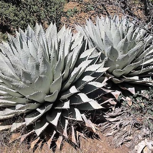 Cold Hardy Coues Agave: Parryi ssp. Couesii - Deer Resistant