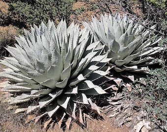 Manfreda Scabra, Agave Asperrima Jacobi 'lamparillo', the Rough