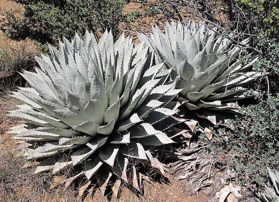 agave peeling schwamm Natürlicher Luffa Schwamm – Peeling & Reinigung main image 0