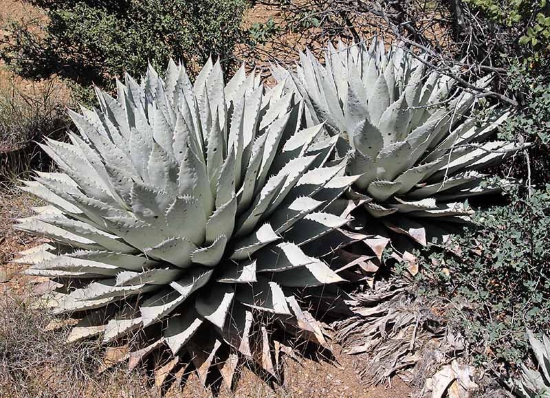 Cold Hardy Coues Agave: Parryi ssp. Couesii - Deer Resistant